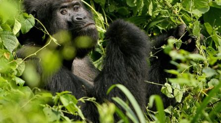 Discover Uganda Gorilla Wildlife Safaris