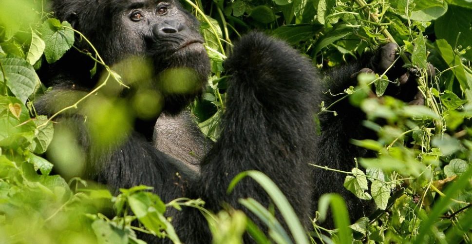 Incredible Gorilla Trekking Experience