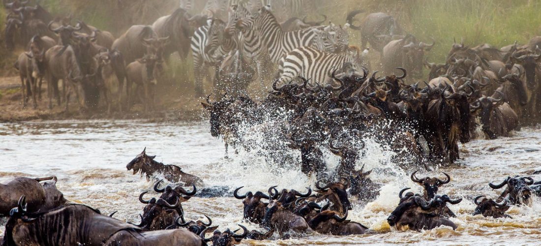 Kenya Great Wildebeest Migration Safari