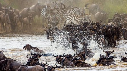 Visit Serengeti, Ngorongoro and Gorilla Trek