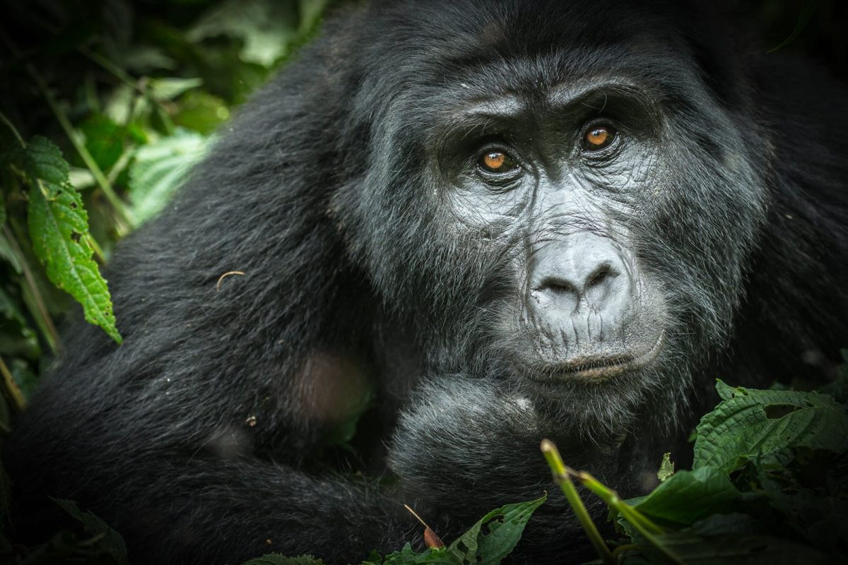 Go Green Journeys in Volcanoes, Rwanda