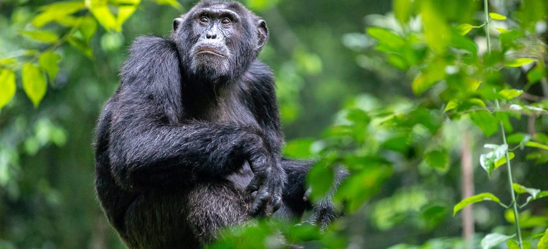 Encounter Primate Safaris in Uganda Rwanda