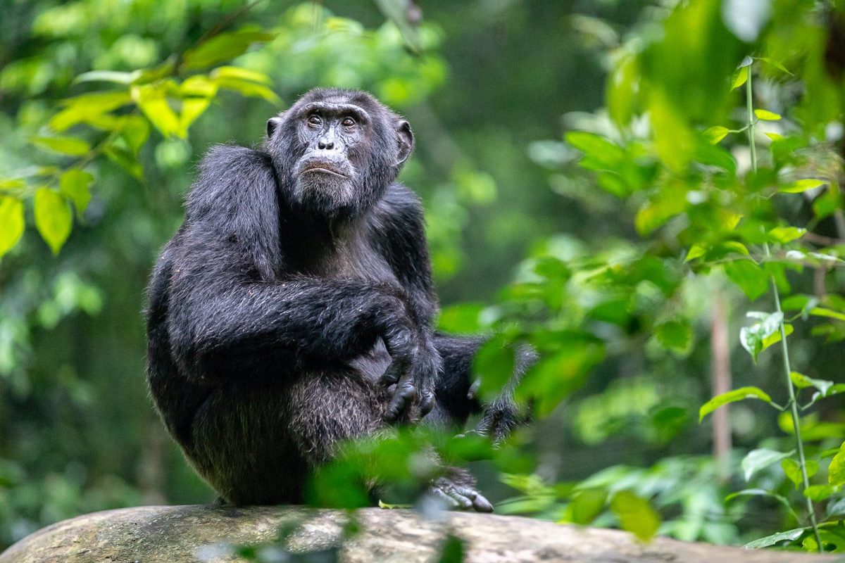 Encounter Primate Safaris in Uganda Rwanda