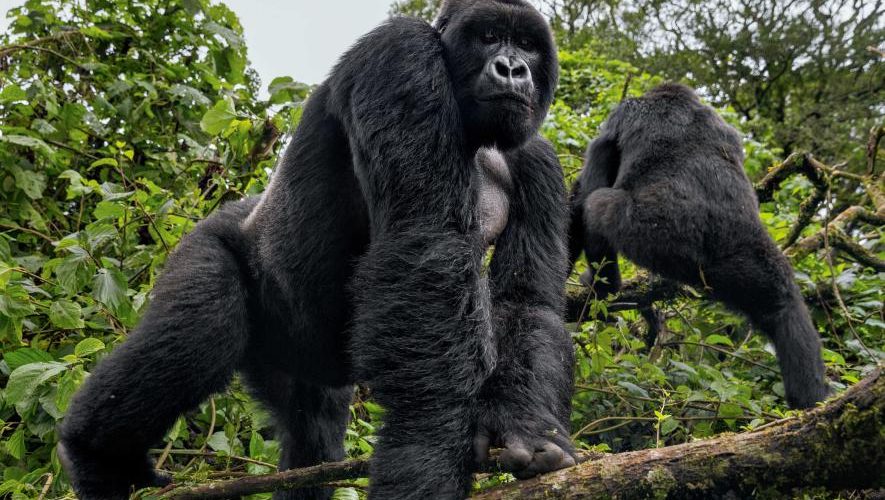 Gorilla Trek in Uganda from Kigali